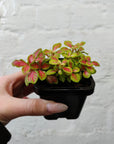 Baby Plant - Fittonia Sunshine