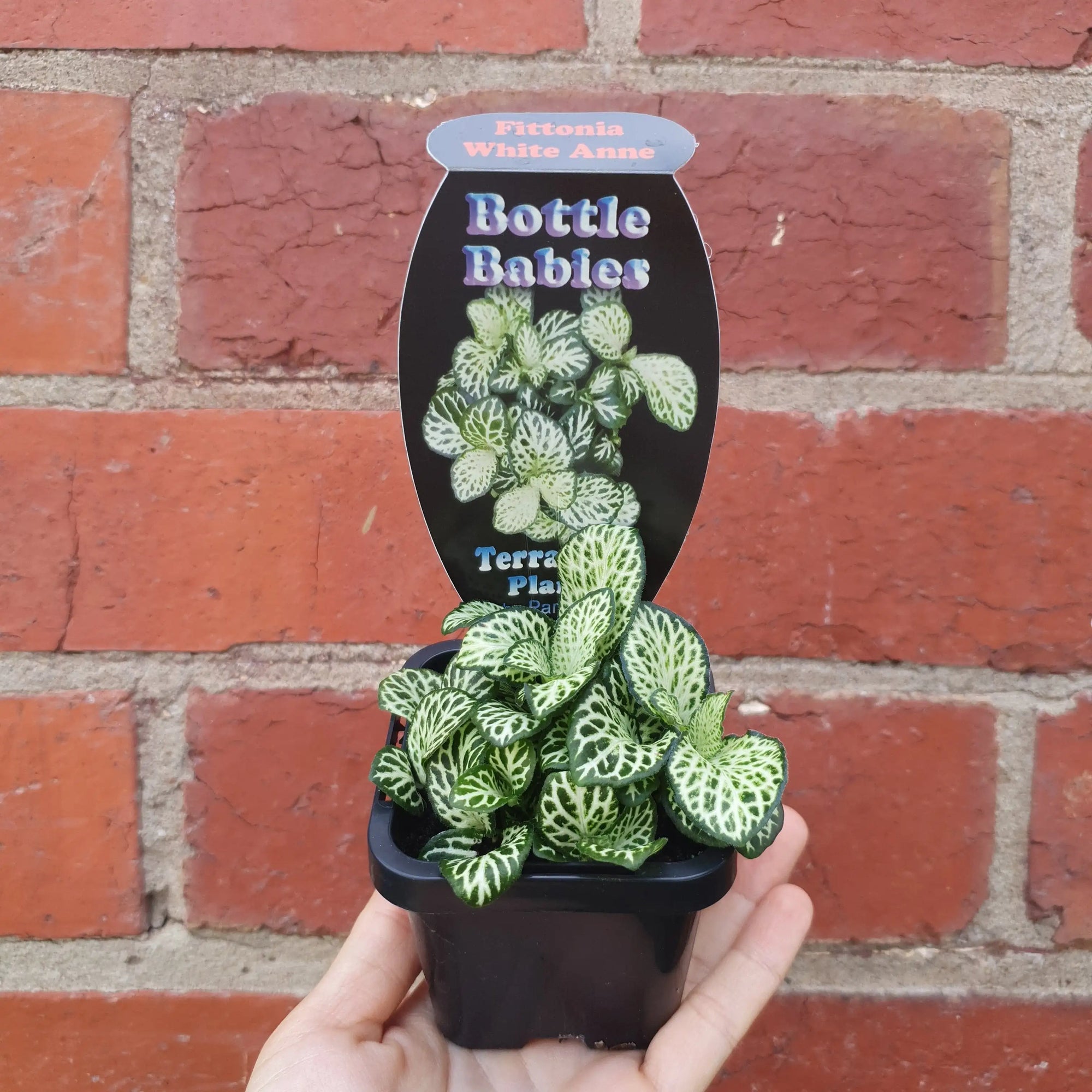 Baby Plant - Fittonia White Anne Folia House