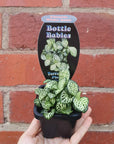 Baby Plant - Fittonia White Anne Folia House