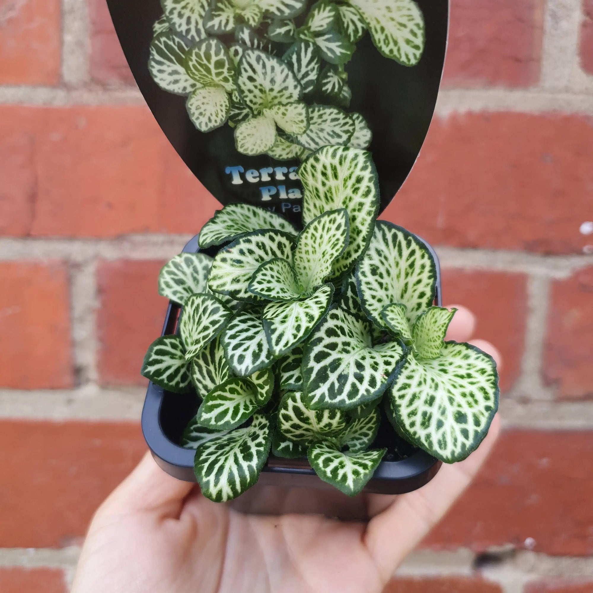 Baby Plant - Fittonia White Anne Folia House