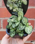 Baby Plant - Fittonia White Anne Folia House