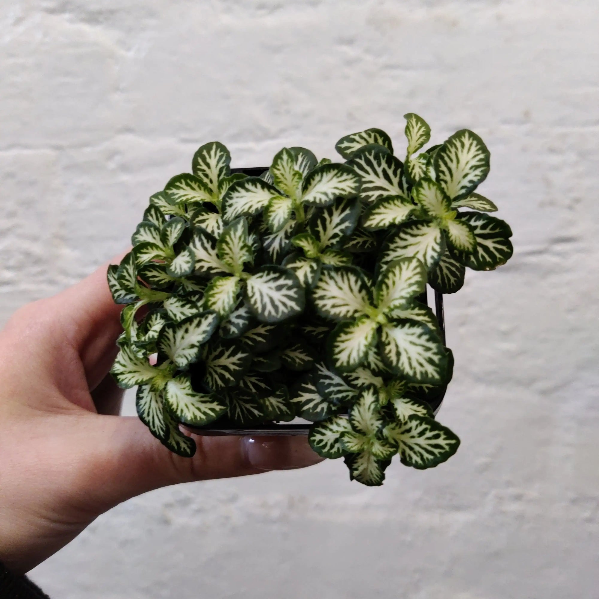 Baby Plant - Fittonia White Tabby Folia House