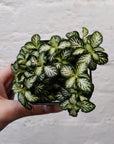 Baby Plant - Fittonia White Tabby Folia House