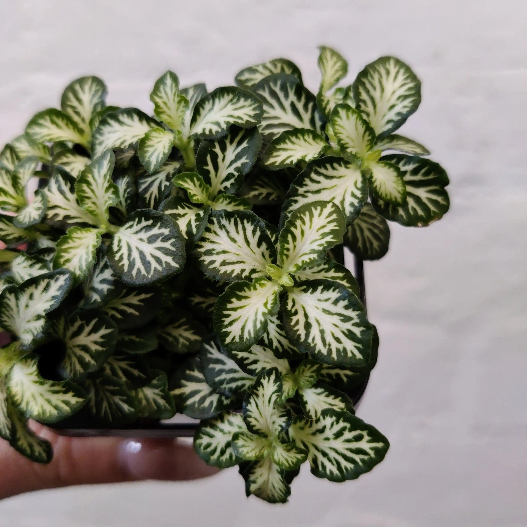 Baby Plant - Fittonia White Tabby Folia House