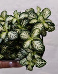 Baby Plant - Fittonia White Tabby Folia House