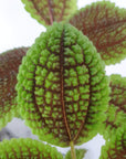 Baby Plant - Friendship Plant (Pilea involucrata) Folia House