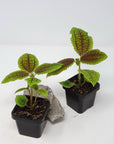Baby Plant - Friendship Plant (Pilea involucrata) Folia House