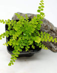 Baby Plant - Lemon Button Fern (Nephrolepis Duffii) Folia House