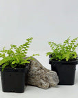 Baby Plant - Lemon Button Fern (Nephrolepis Duffii) Folia House