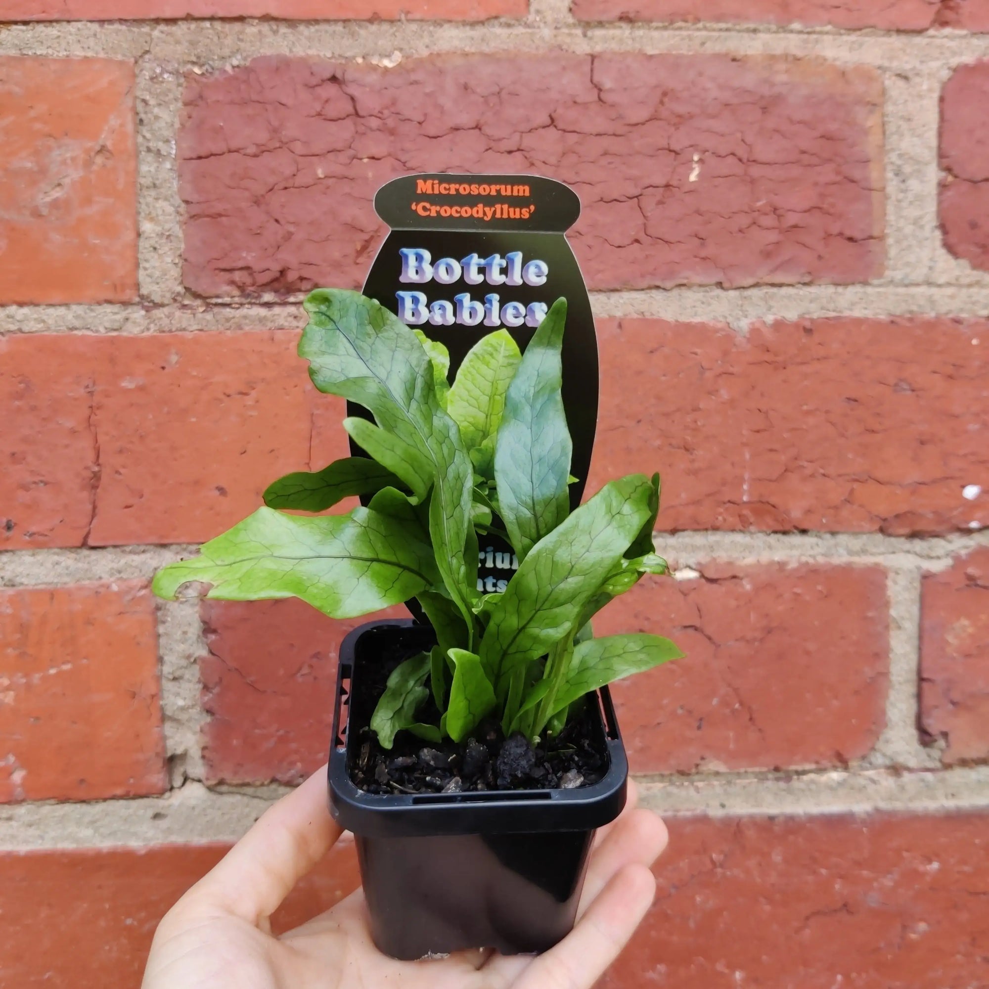 Baby Plant - Microsorum 'Crocodyllus' Folia House