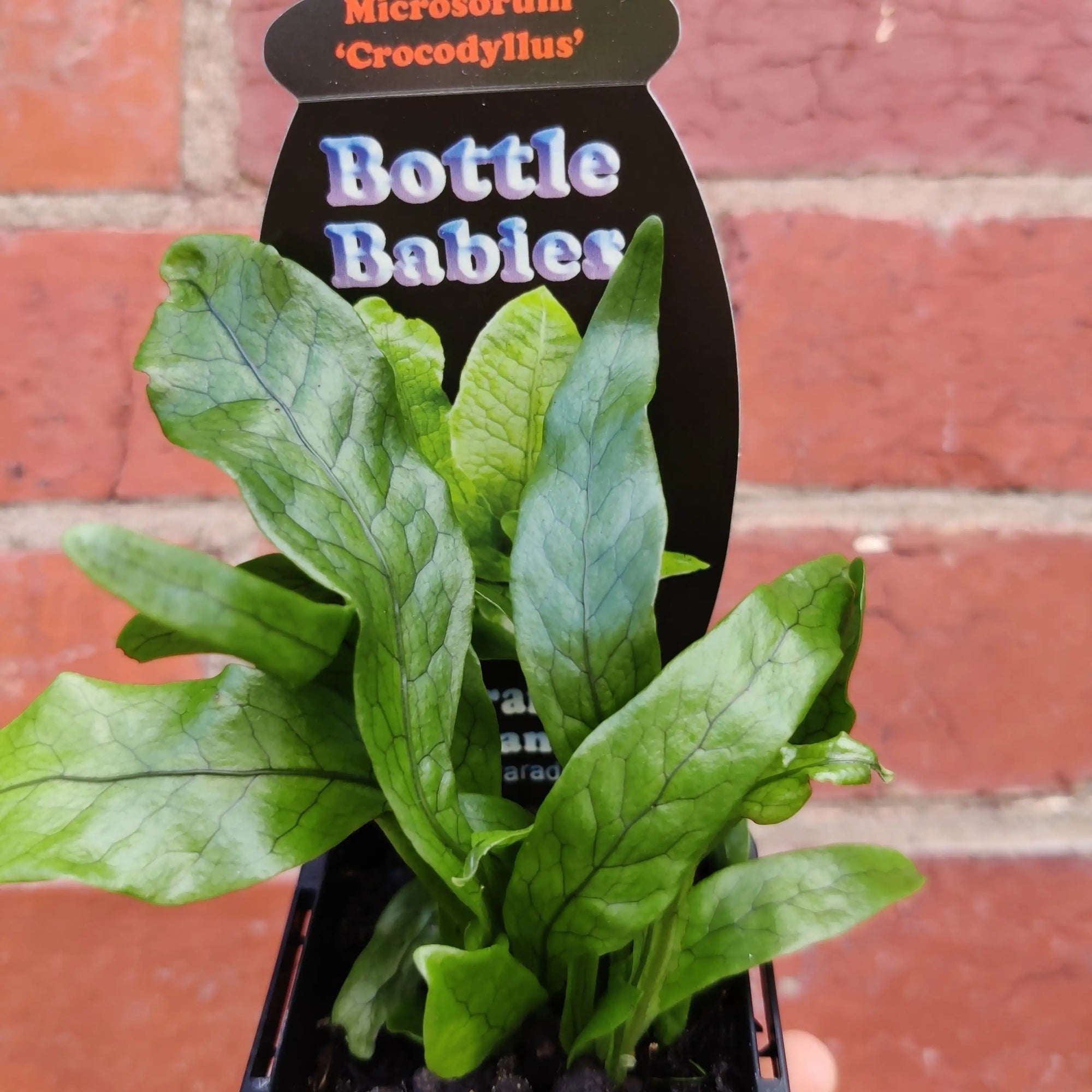 Baby Plant - Microsorum 'Crocodyllus' Folia House