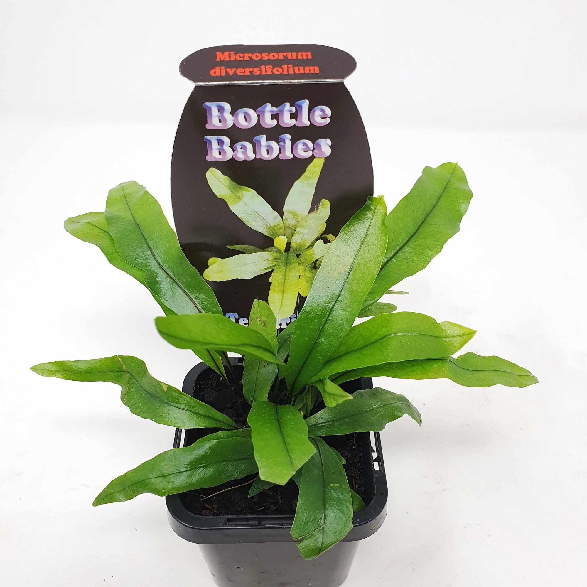 Baby Plant - Microsorum Diversifolium Folia House