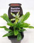 Baby Plant - Microsorum Diversifolium Folia House