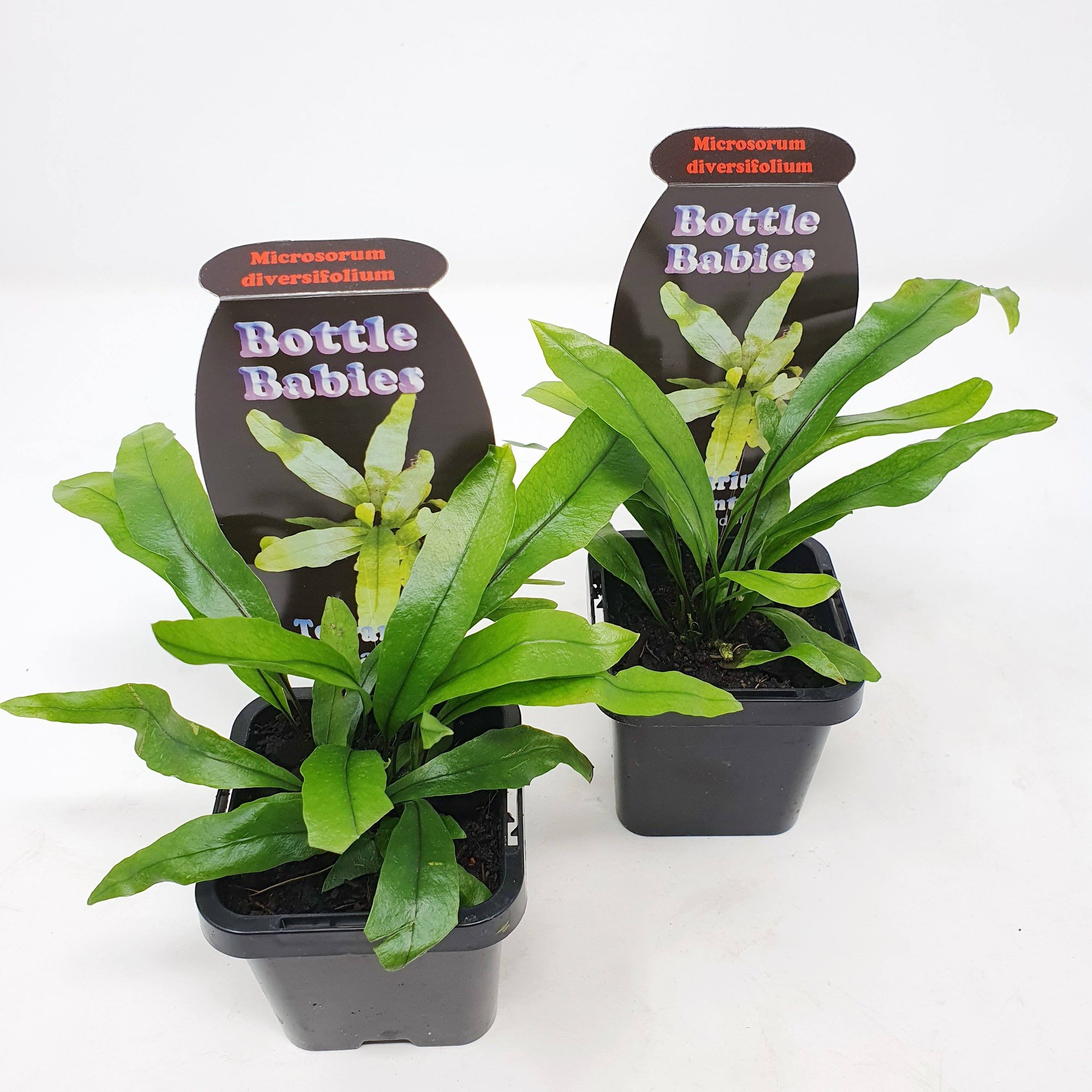 Baby Plant - Microsorum Diversifolium Folia House