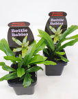 Baby Plant - Microsorum Diversifolium Folia House