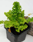Baby Plant - Nephrolepis Exaltata Emina Folia House