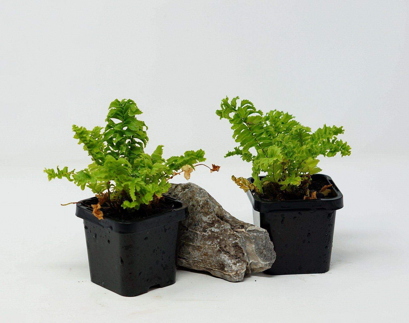 Baby Plant - Nephrolepis Exaltata Emina Folia House