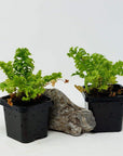 Baby Plant - Nephrolepis Exaltata Emina Folia House