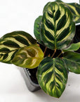 Baby Plant - Peacock Calathea (Makoyana) Folia House