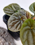 Baby Plant - Peperomia Silver Ripple Folia House