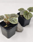 Baby Plant - Peperomia Silver Ripple Folia House