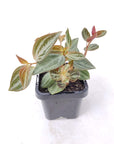 Baby Plant - Peperomia Trinervis Folia House