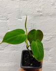 Baby Plant - Philodendron Micans - 7.5cm Pot Folia House