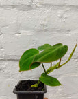 Baby Plant - Philodendron Micans - 7.5cm Pot Folia House