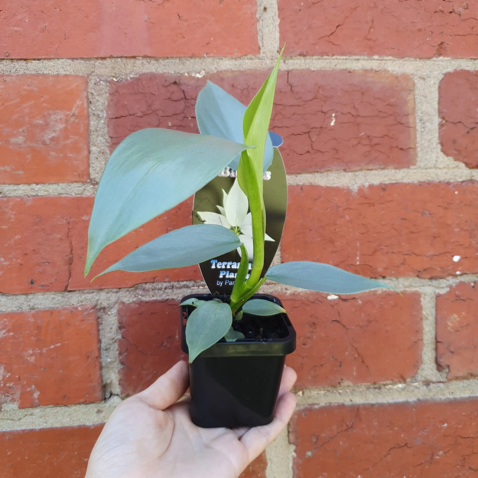 Baby Plant - Philodendron Silver Sword Folia House