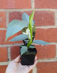 Baby Plant - Philodendron Silver Sword Folia House