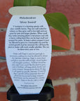 Baby Plant - Philodendron Silver Sword Folia House