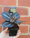 Baby Plant - Pilea Spruceana Norfolk Folia House