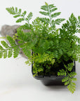 Baby Plant - Rabbit Foot Fern (Davallia Fejeensis) Folia House