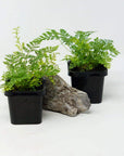 Baby Plant - Rabbit Foot Fern (Davallia Fejeensis) Folia House