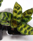 Baby Plant - Rattlesnake Calathea (Lancifolia Insignis) Folia House