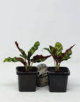 Baby Plant - Rattlesnake Calathea (Lancifolia Insignis) Folia House