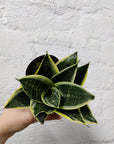 Baby Plant - Sansevieria Hahnii Folia House