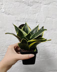 Baby Plant - Sansevieria Hahnii Folia House
