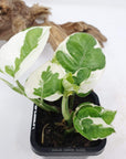 Baby plant - Epipremnum Aureum snow queen Folia House