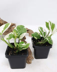 Baby plant - Epipremnum Aureum snow queen Folia House