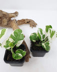 Baby plant - Epipremnum Aureum snow queen Folia House