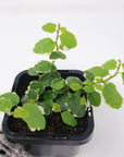 Baby plant - Ficus Pumila variegata (Creeping Fig) Folia House