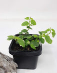 Baby plant - Ficus Pumila variegata (Creeping Fig) Folia House