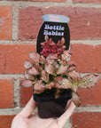 Baby plant - Fittonia Firetail Folia House
