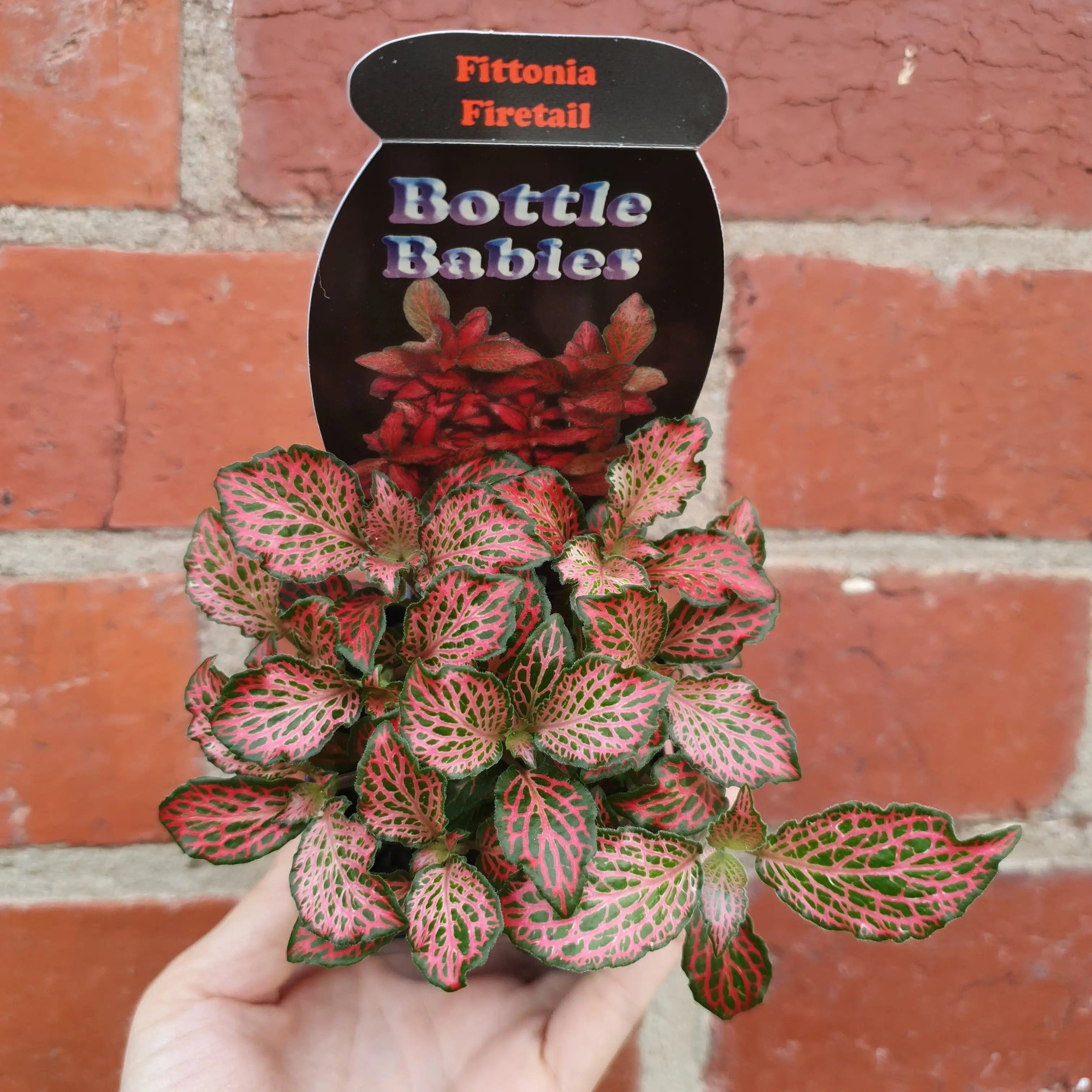 Baby plant Fittonia Firetail Folia House