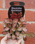Baby plant - Fittonia Firetail Folia House