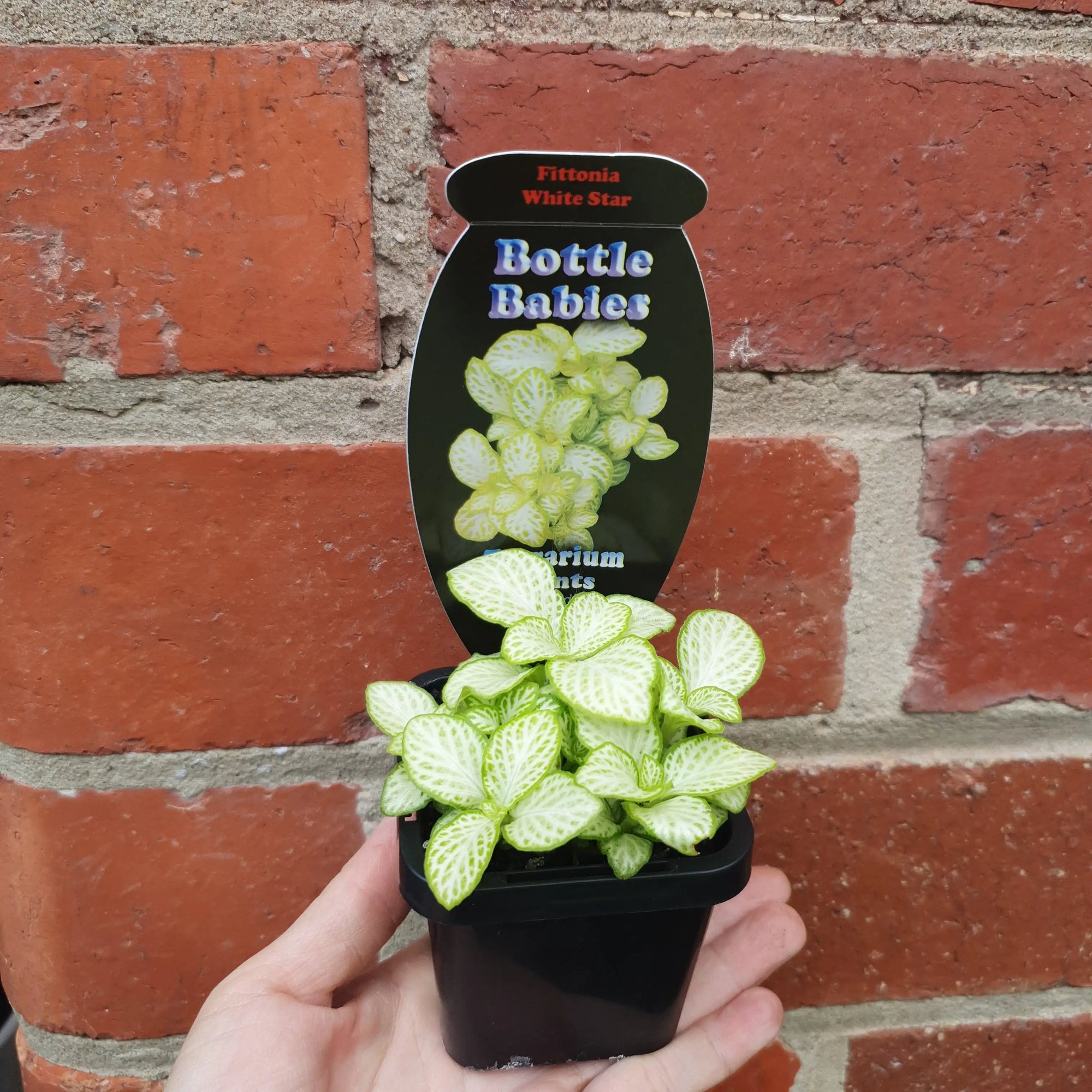 Baby plant - Fittonia White Star Folia House