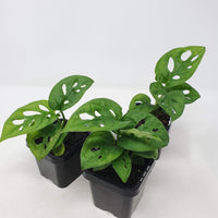 Baby plant - Monstera adansonii (tissue culture) Folia House
