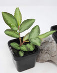 Baby plant - Pellonia Repens Folia House