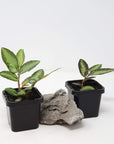 Baby plant - Pellonia Repens Folia House